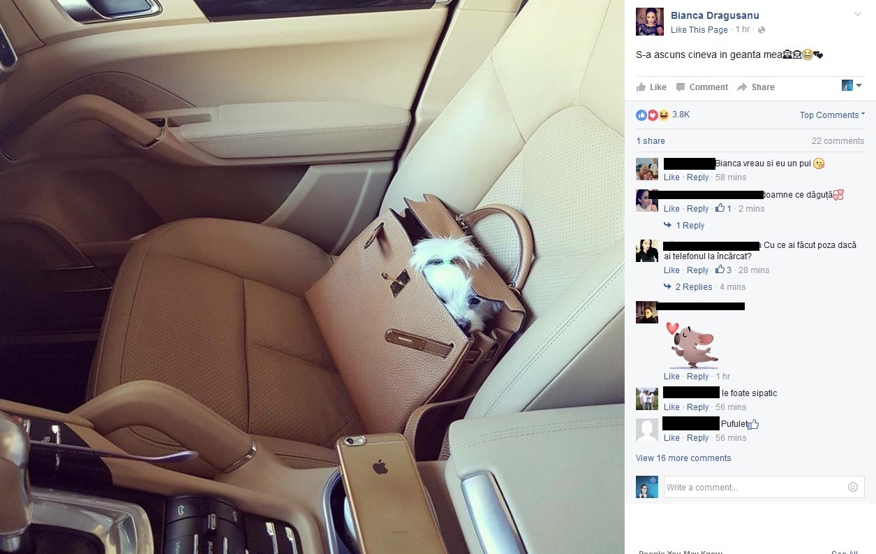 Bella, căţeluşa Biancăi Drăguşanu s-a ascuns în poşeta vedetei