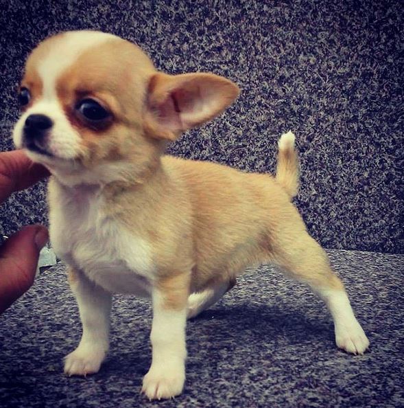 Asistenta „păcătoasă“ le-a dat fanilor vestea că micuţul Opi a murit