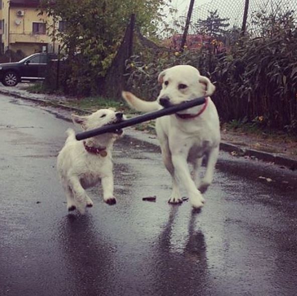 Andreea Bălan a postat în urmă cu puţin timp o poză cu căţeii săi, semn că s-a întors acasă 