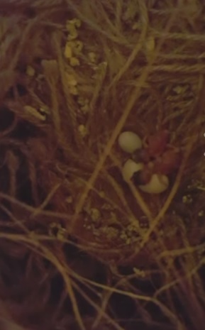 Familia Andreei Marin s-a mărit