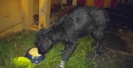 Dana Nălbaru şi soţul ei au salvat un câine