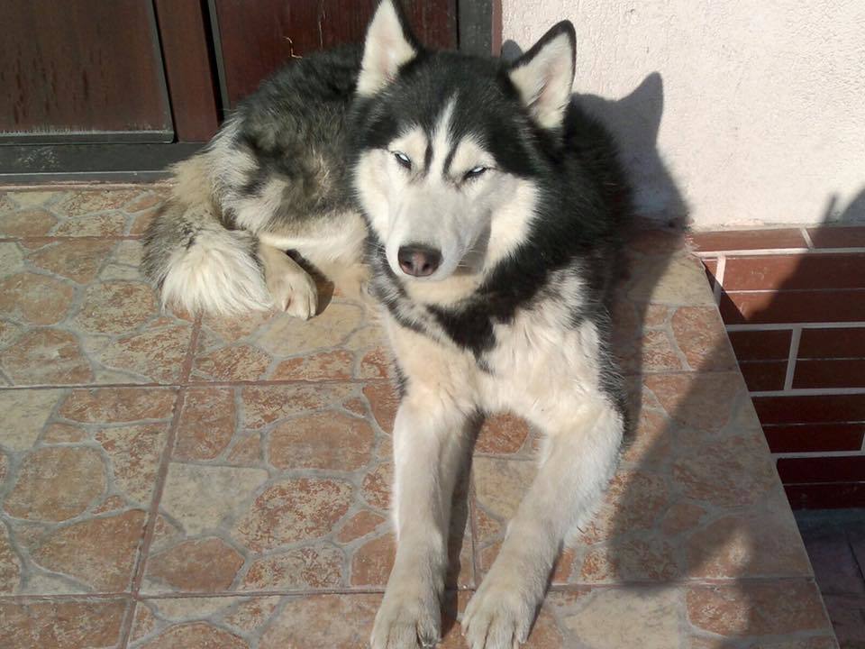 Andreea Mantea este disperată pentru că şi-a pierdut căţelul.