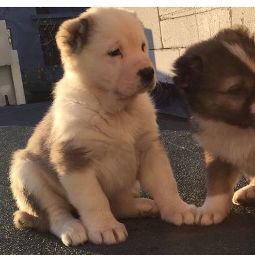 Liviu Vârciu a anunţat pe toată lumea că îşi doreşte o fetiţă