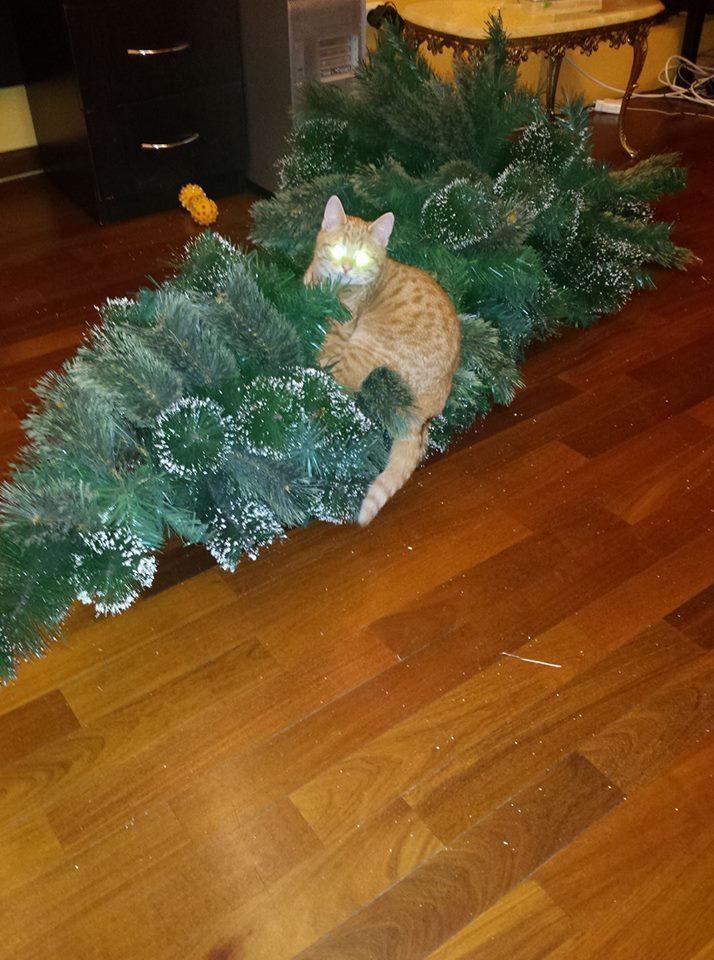 Pisica Adrianei Băhmuţeanu a dărâmat bradul.