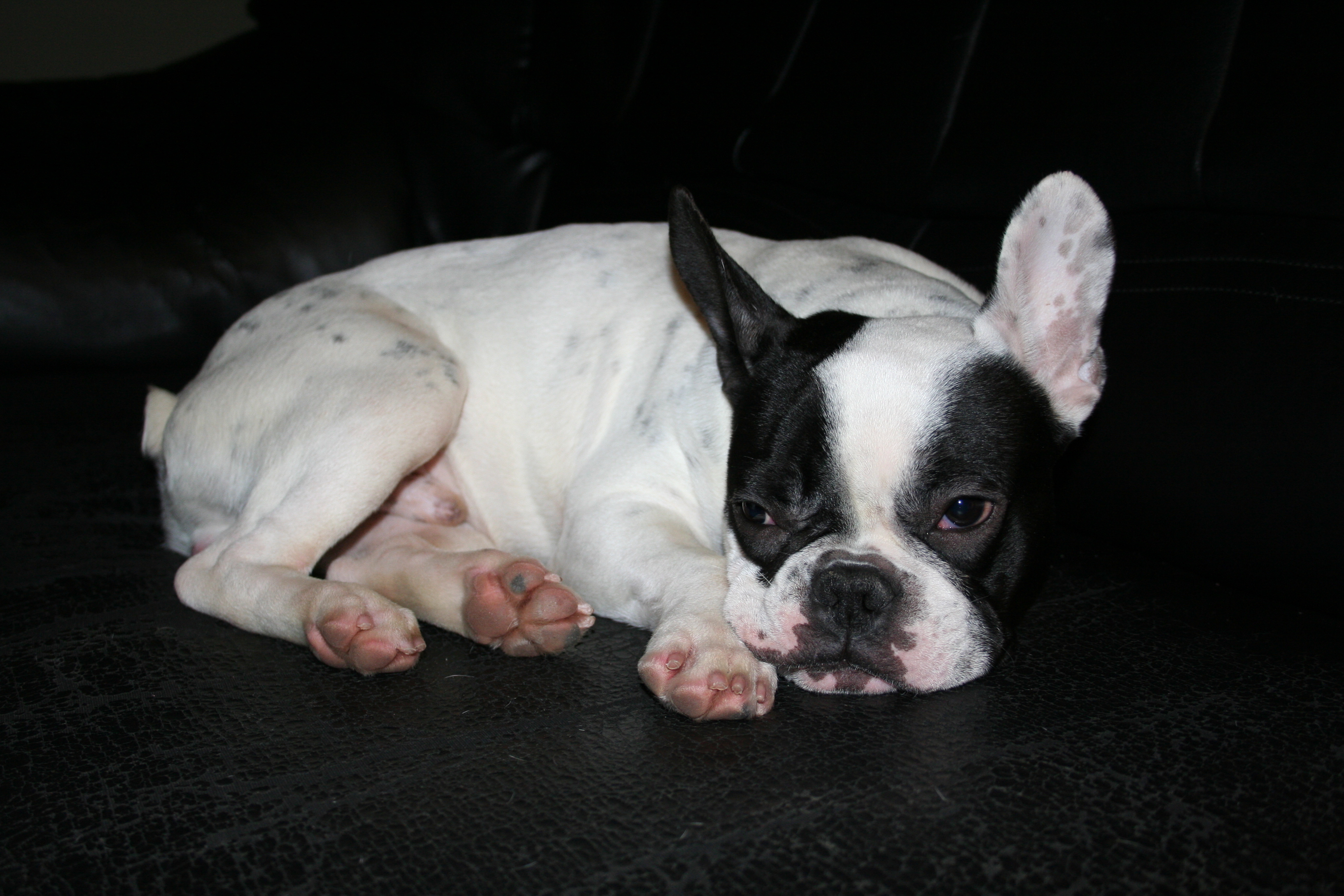 Buldogul francez este printre preferatii sotului ei, Mihai