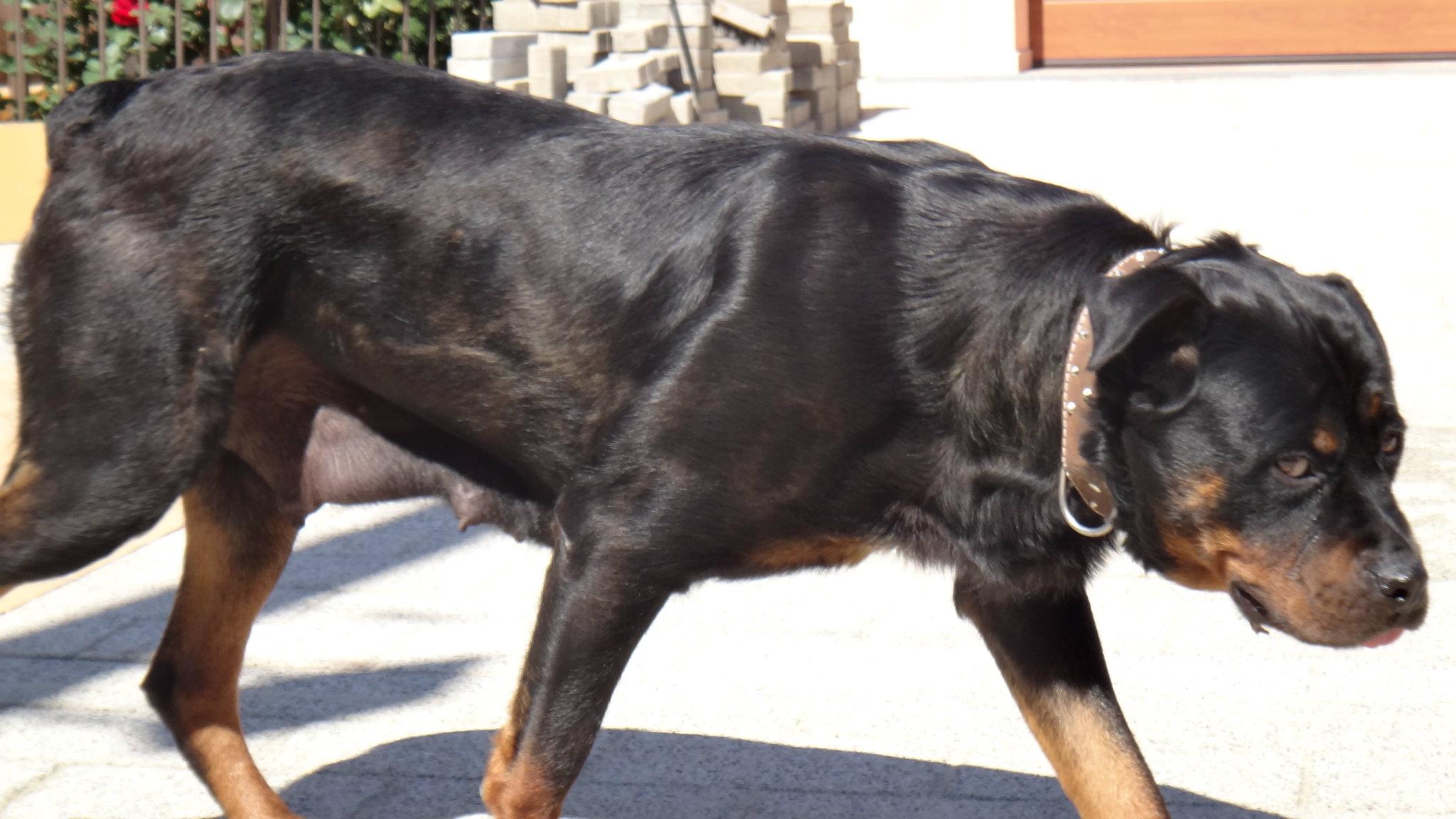 Roxana si sotul ei tin doi rottweileri in curtea casei, intr-un tarc special amenajat