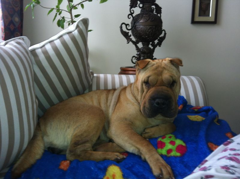 Tamana este rasfata familiei, fiind cateua pe care o avea inca dinainte de a se casatori cu Mihai Plesea