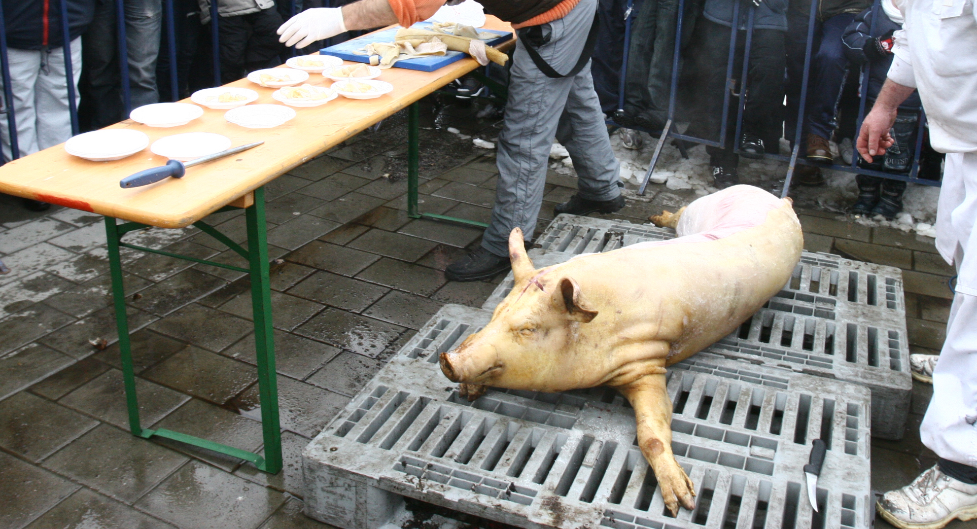Cu doar cateva zile inainte de Craciun, Mihaela Borcea cumpara un porc, iar cineva i-l taie in propria curte