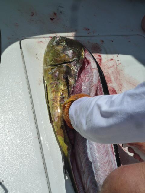 Din captura prinsa, se puteau hrani mesenii de la o nunta ceva mai restransa