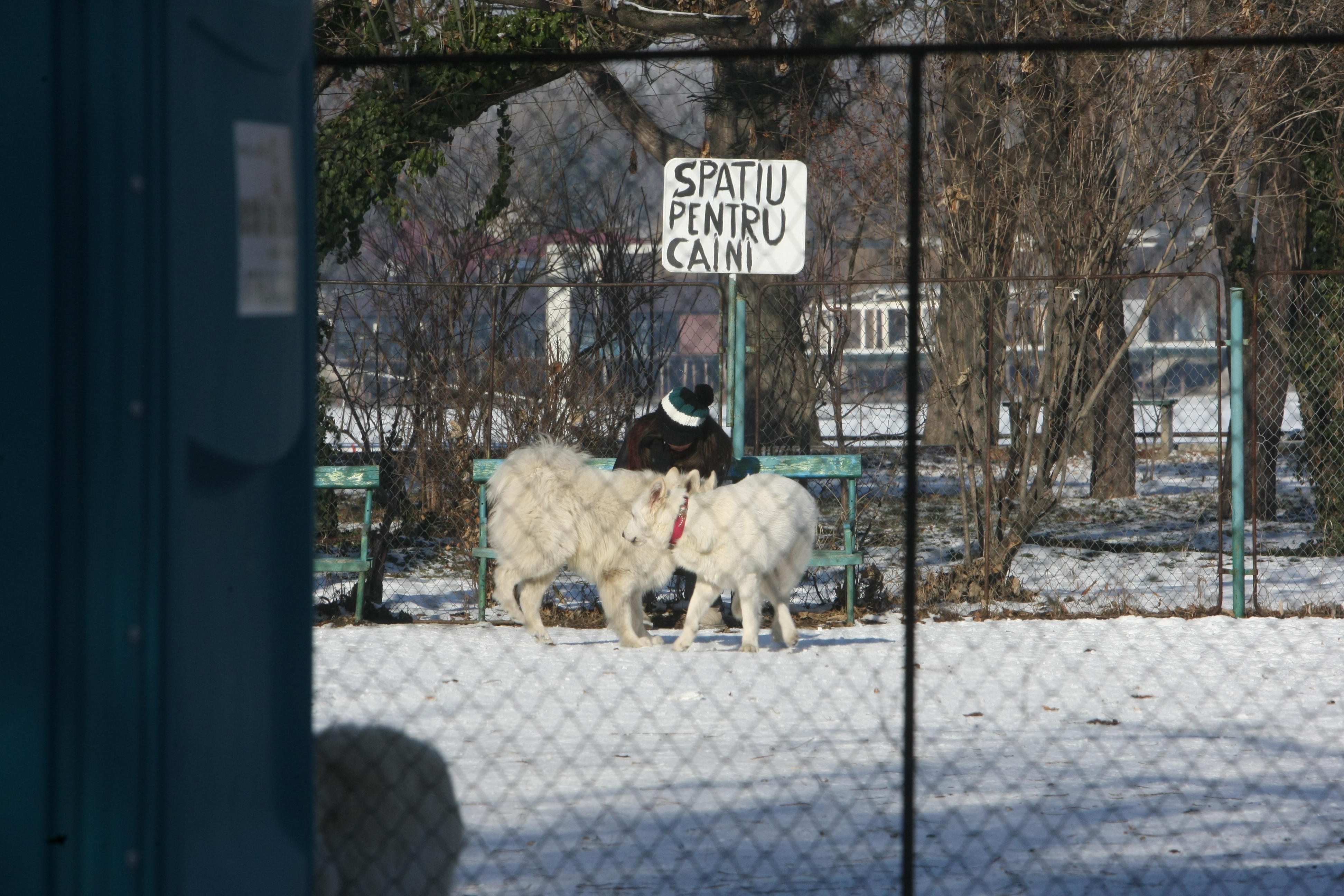 Cat a stat in spatiul amenajat pentru caini, Paula a butonat non-stop telefonul