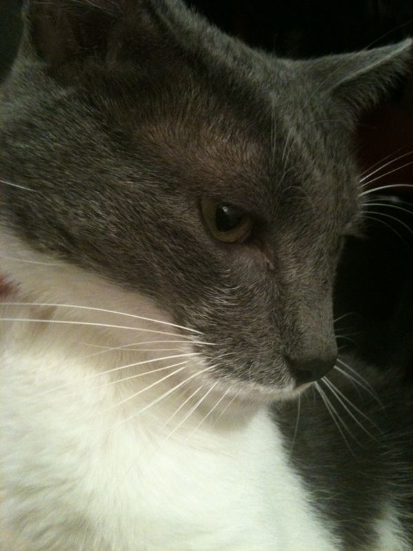 Asa arata motanul preferat al fostei profesoare de matematica