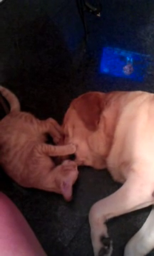 Desi pare greu de crezut, catelul si pisica traiesc intr-o armonie perfecta