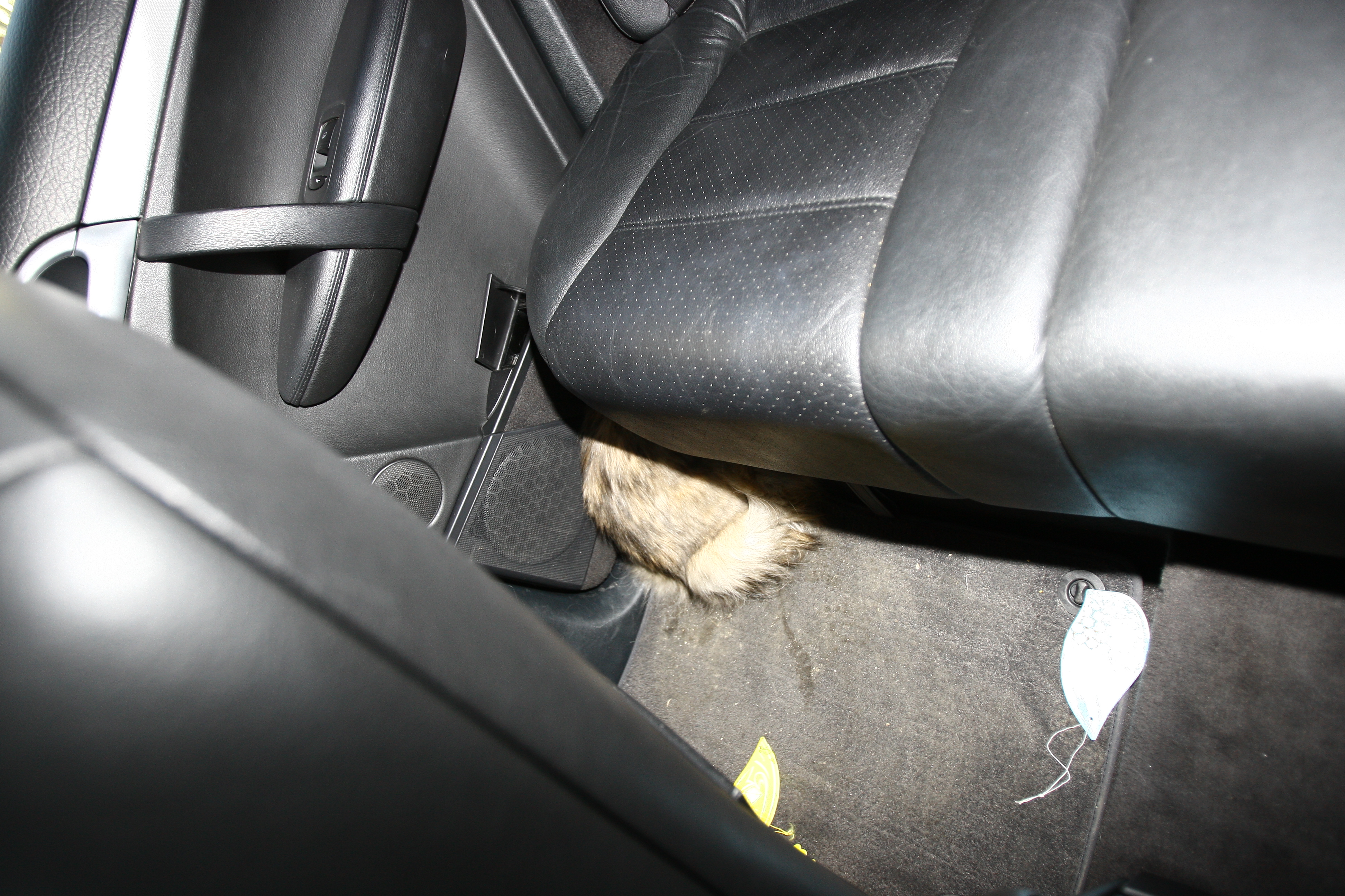 Speriata, pisicuta se ascunde printre scaunele masinii