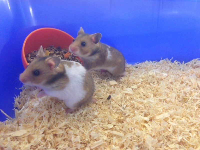 Oana Zavoranu are un nou animalut de companie: