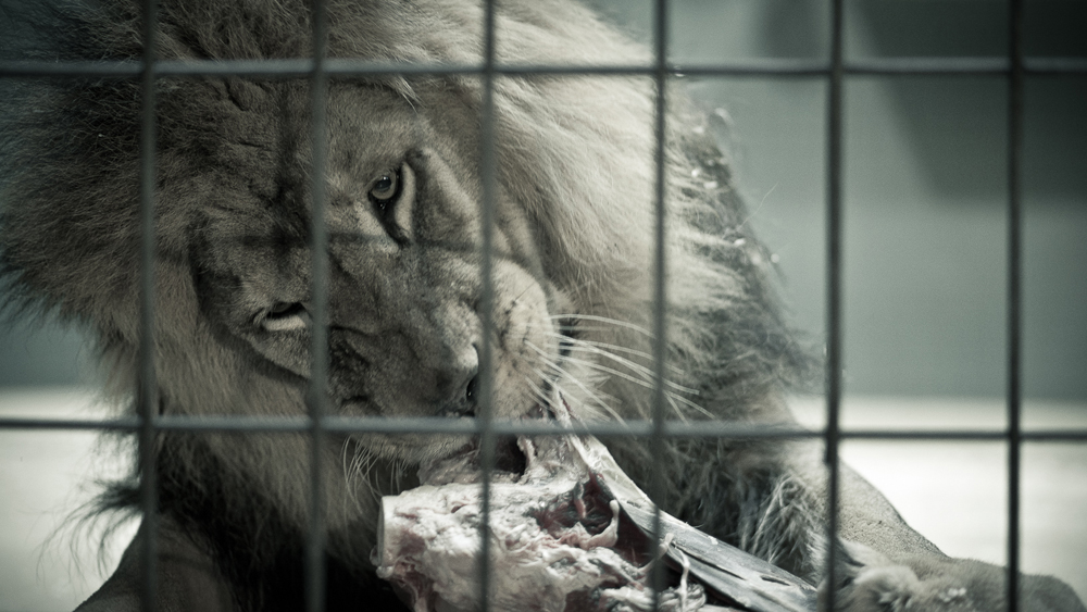 Tudor Chirilă e un artist complet: şi-a lasant o expoziţie foto la el pe blog! Vezi ce temă a ales!