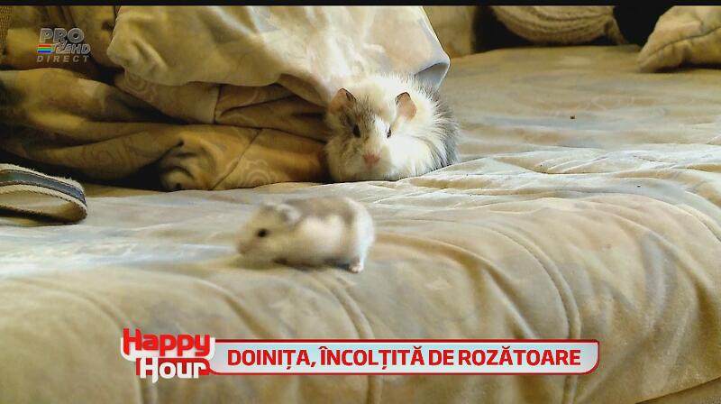 Doiniţa Oancea, isterie la maxim! Casa actriţei a fost plină de şoareci! Vezi cum bruneta a plâns şi s-a urcat pe calorifer!