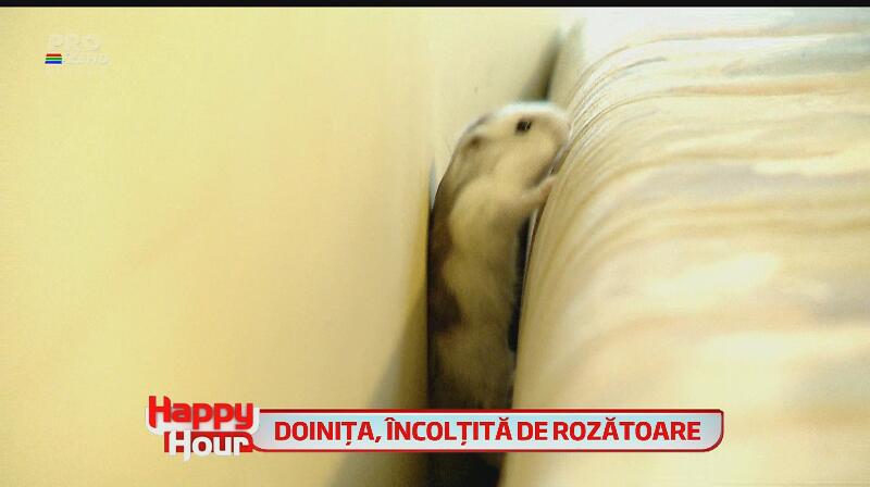 Doiniţa Oancea, isterie la maxim! Casa actriţei a fost plină de şoareci! Vezi cum bruneta a plâns şi s-a urcat pe calorifer!