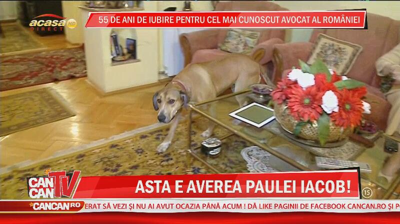 Paula Iacob are casa plină! Uite de cine are grijă avocata şi care este averea ei cea mai mare!