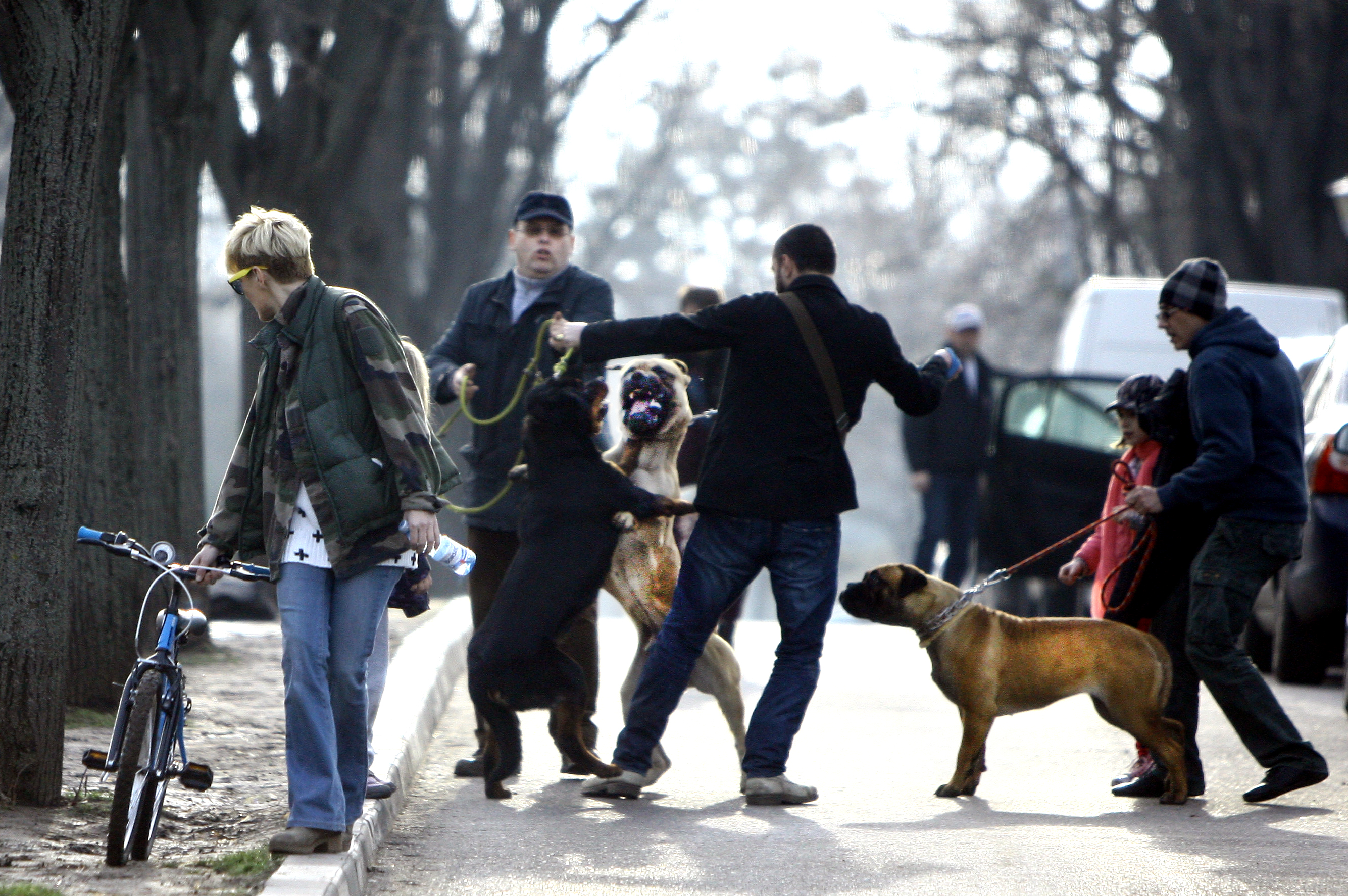 ...lucrurile o iau razna! Cainii se iau la bataie, dar actorul ramane pe pozitie si sta intre ei, incercand sa-i desparta