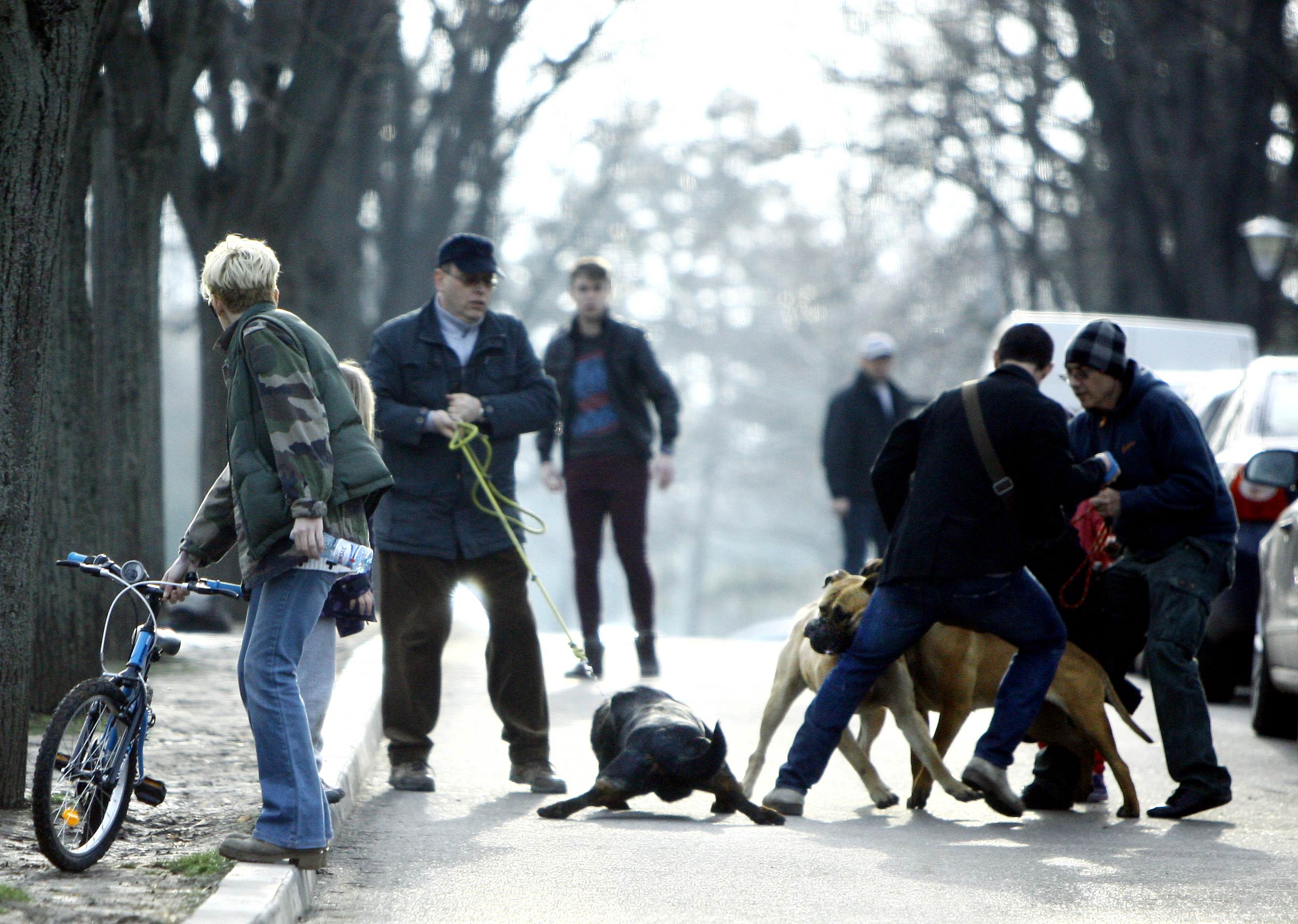 Bucur resuseste sa aplaneze conflictul, un alt caine e pe punctul de a se lansa in lupta, dar actorul reuseste sa-si tina in frau patrupedul