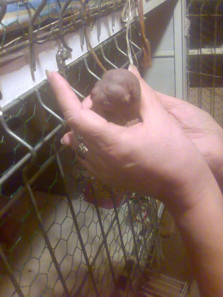 Razvan a luat pisica inca de cand era un pui