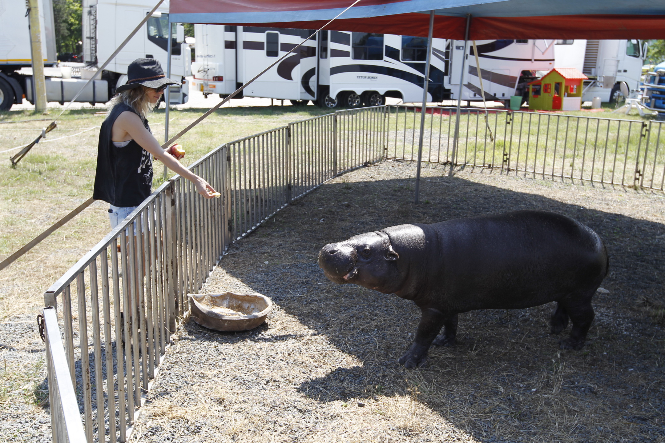 Jojo a fost insarcinata sa-i serveasca micul dejul hipopotamului