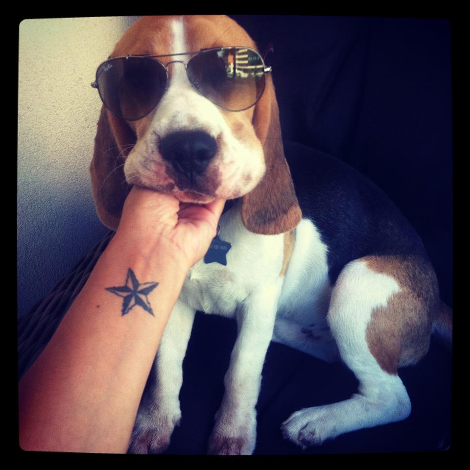 Dansatoarea a avut in permanenta caini in preajma ei. In prezent detine un Beagle (foto) si un maidanez adoptat