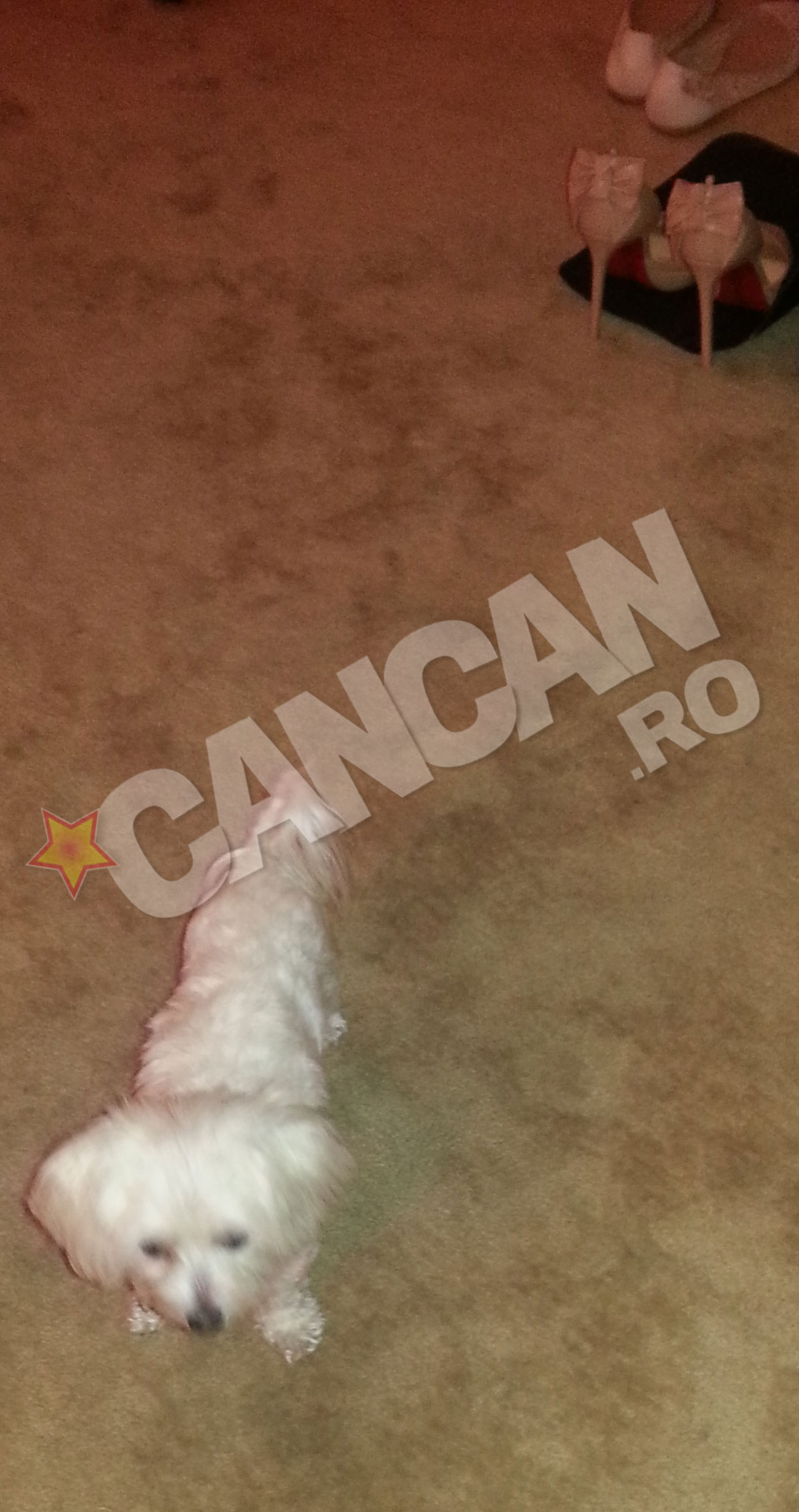 Bella si-a asteptat cuminte stapana sa vina la ea