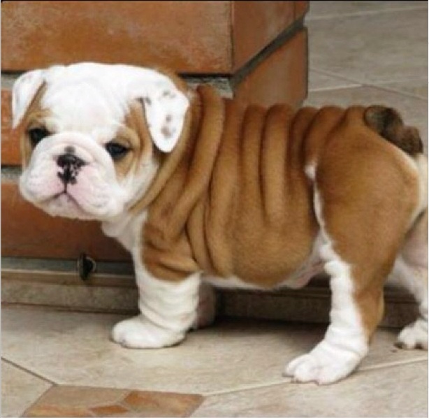 Imediat dupa moartea mamei sale, tanara si-a luat un catel care sa-i aline durerea