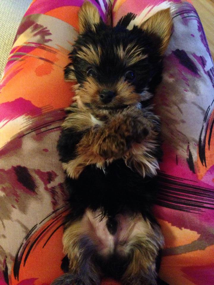 Pana vor avea un copil. Lora si Dan se bucura de Maxi