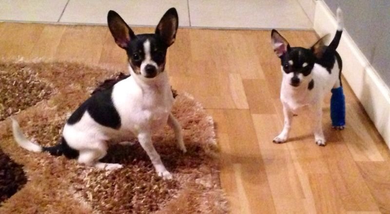 Desi Leo de la Strehaia are mai multi caini, Reni si Renu sunt preferatii omului de afaceri