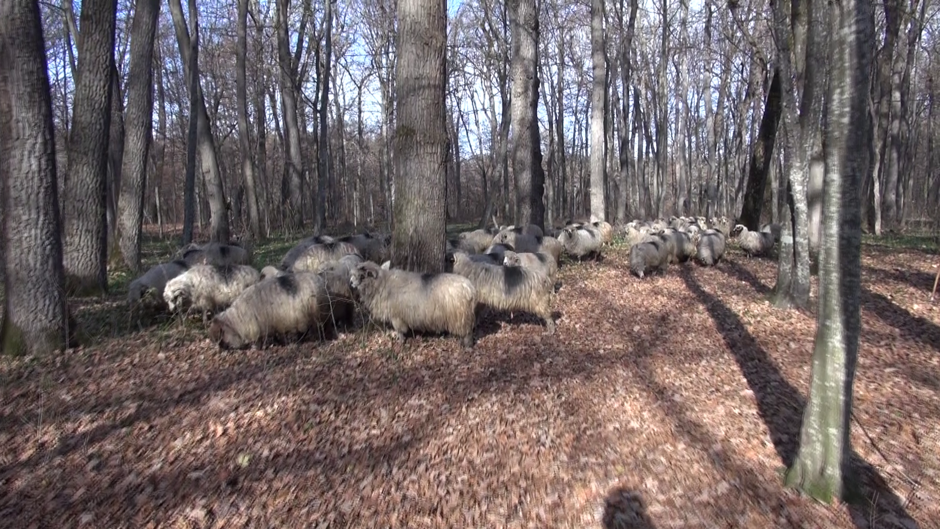 Salman va filma alatui de o turma de oi