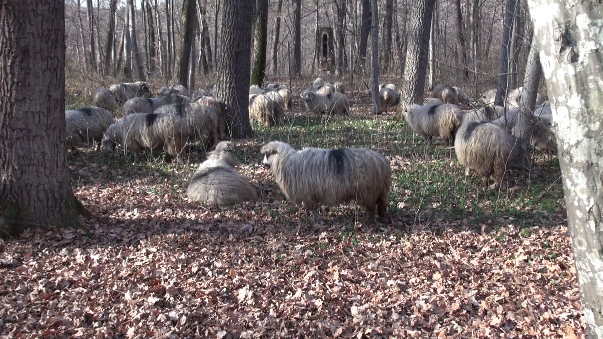 Oile vor fi vedete alaturi de iubitul Iuliei Vantur