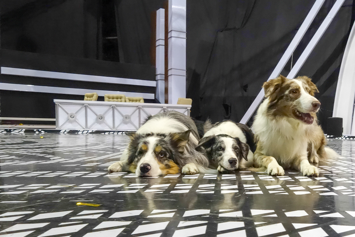 Cei trei concurenti stau cuminti in culise