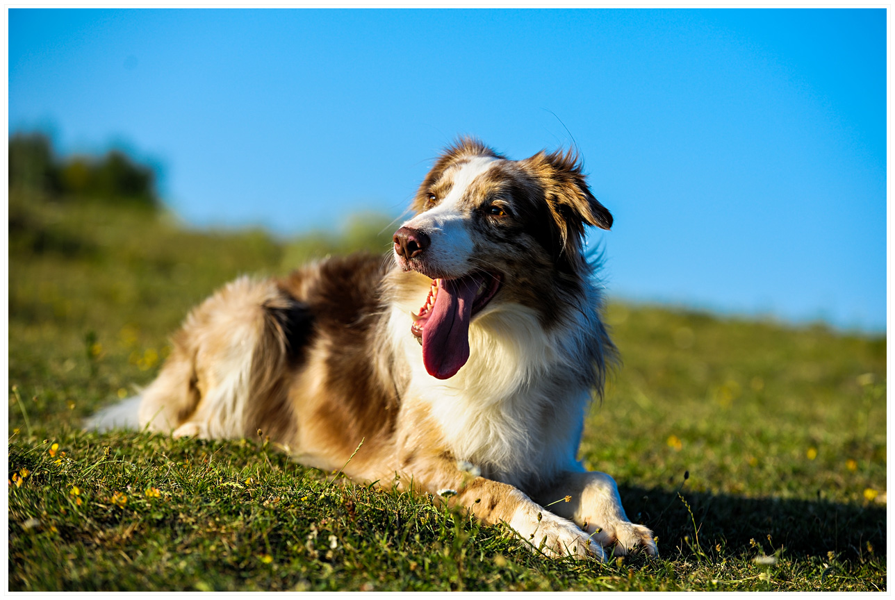 Ozzie intr-un moment de repaus