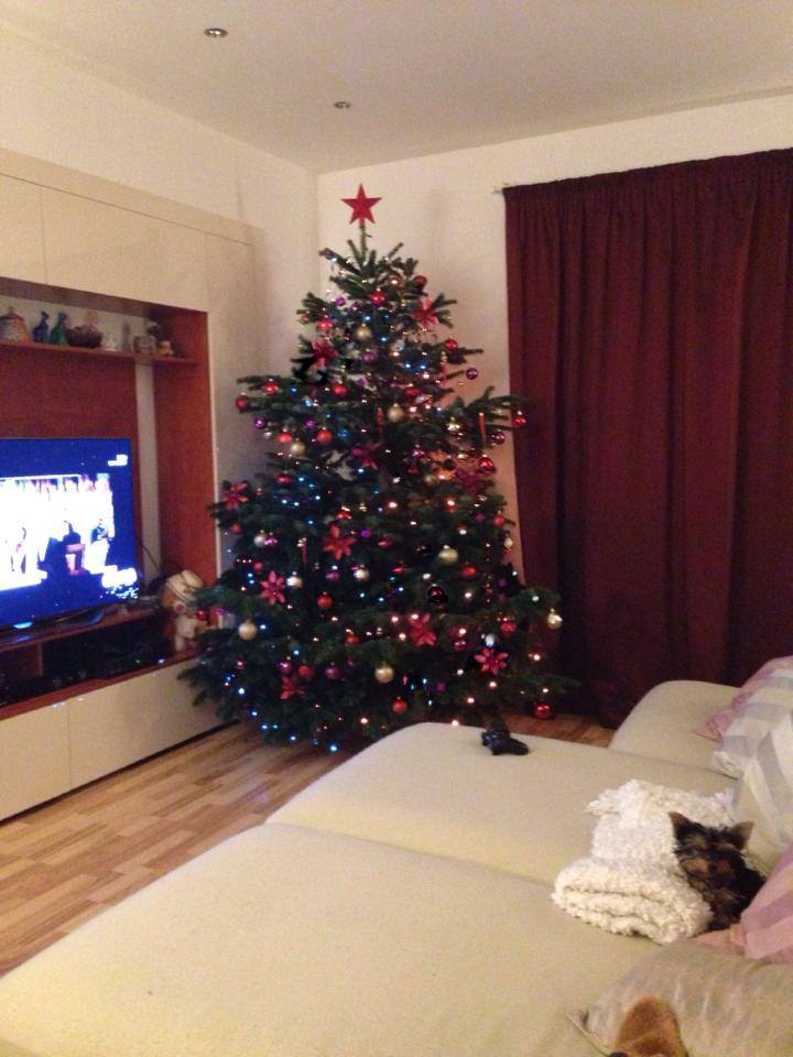 Bradul Lorei este pazit de catelusul ei