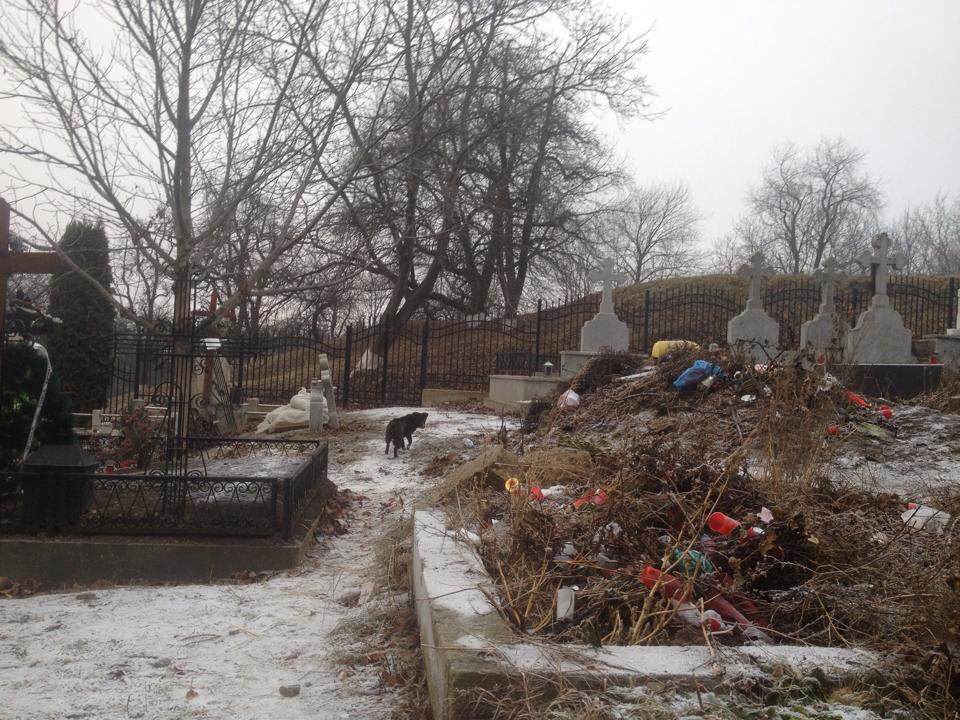 In cimitir, Mihai a intalnit un caine si s-a gandit ca probabil este sufletul tatalui sau