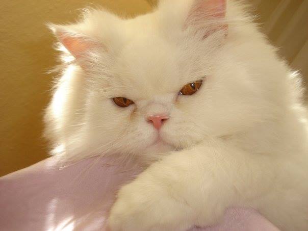 Aceasta este pisica pe care Tuncay a lasat-o acasa, in Turcia