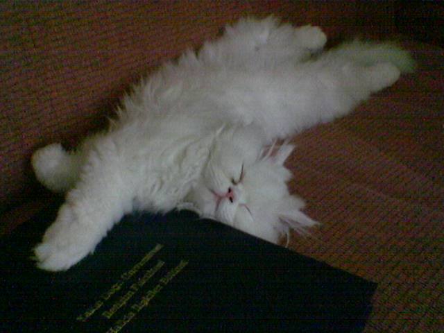 Pisica lui Tuncay obisnuia sa ii tina de urat in noptile cand invata pentru examene