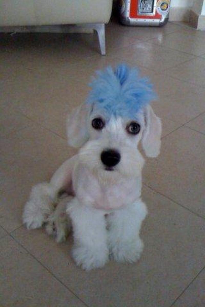 Artista il iubeste enorm de mult pe Boo, pe care il alinta in fel si chip