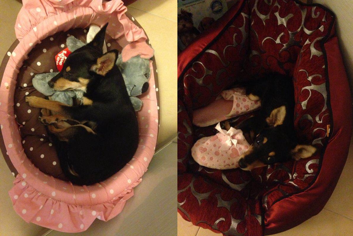 Sylvia i-a cumparat catelusului ei doua patuturi in care sa poata dormi sursa:arhiva personala
