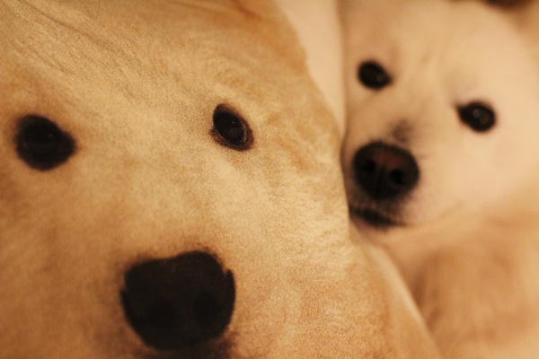 Perdita si pernuta ei