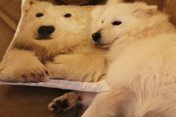 Perdita, catelusa gasita de Dana pe strada