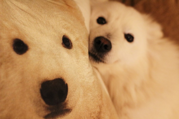 Perdita si pernuta ei cu urs polar