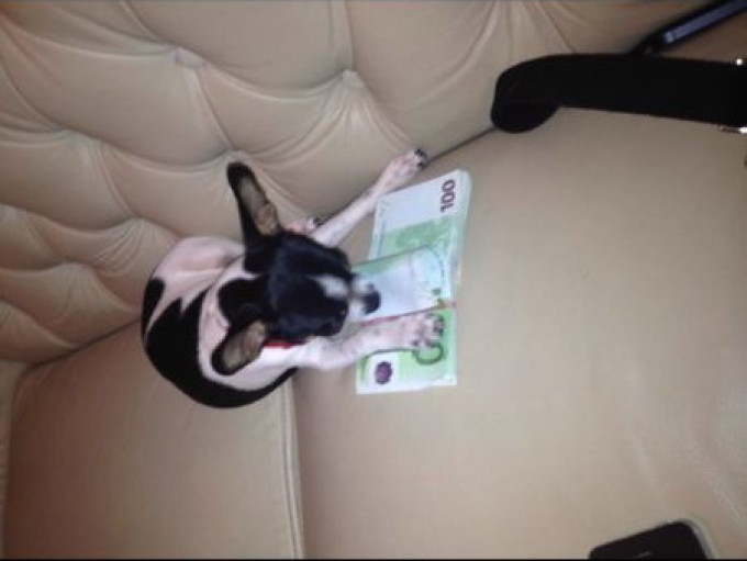 Renucu, cainele lui Leo