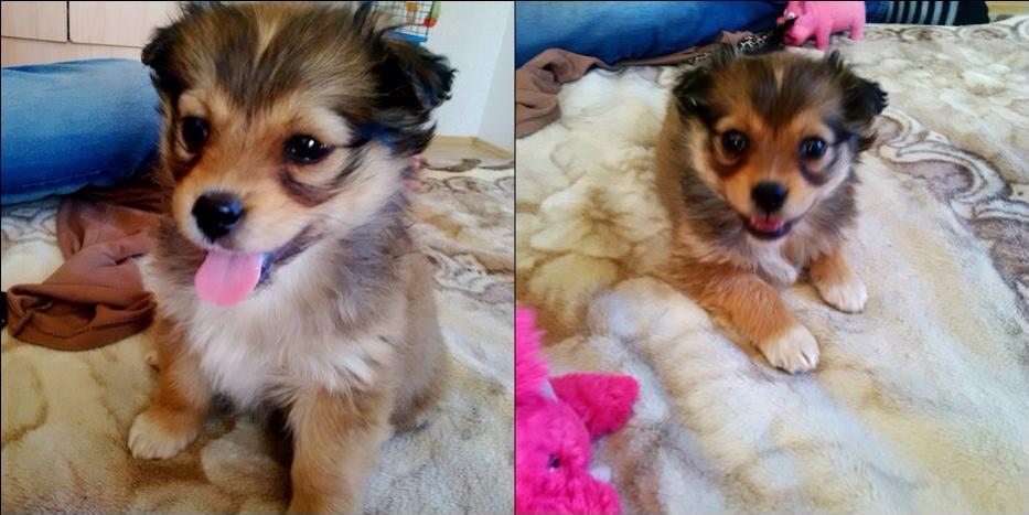 Loredana apeleaza la fani pentru a gasi stapani unor catelusi