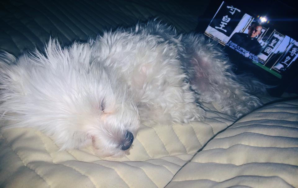 Bianca s-a uitat la film cu bichonul ei