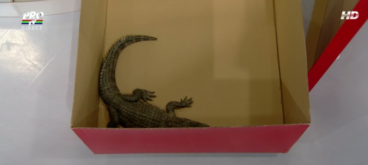 Viorica Din Clejani a primit un crocodil