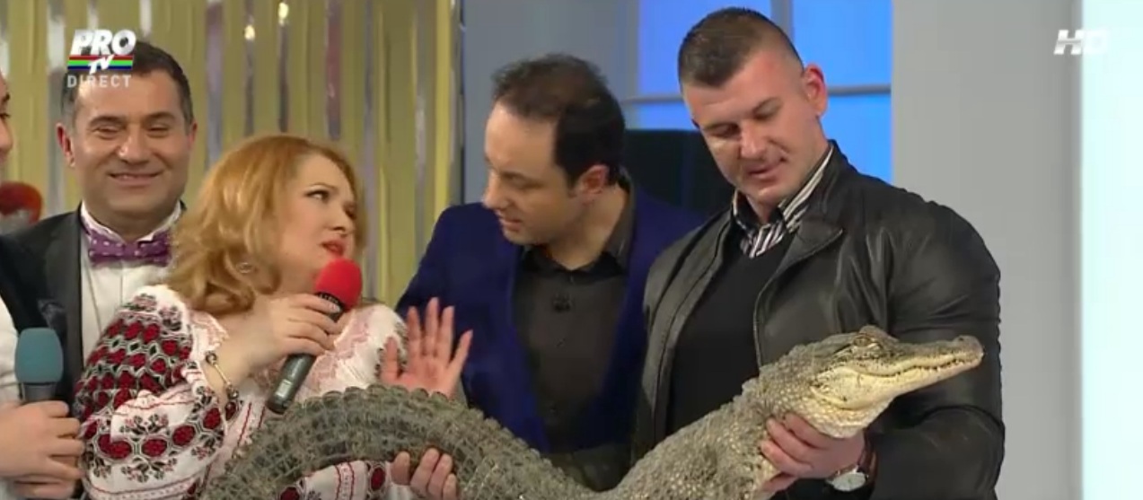 Vedeta abia a reusit sa atinga crocodilul