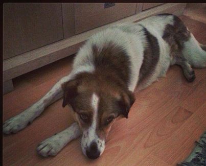 Andreea Berecleanu si-a pierdut catelul